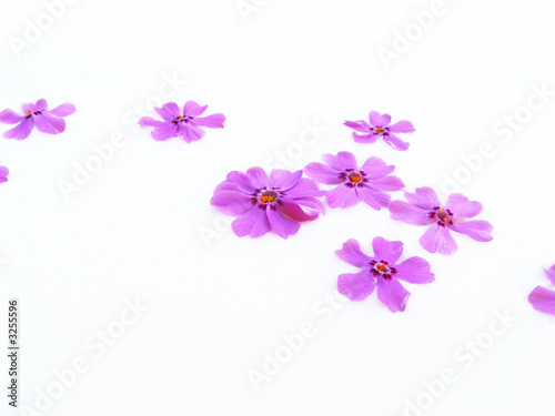 Wallpaper Mural milchblumen Torontodigital.ca