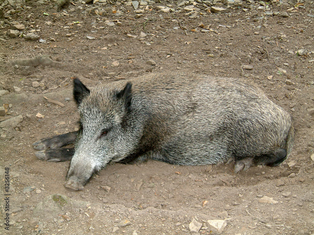 wildschwein wildschwein