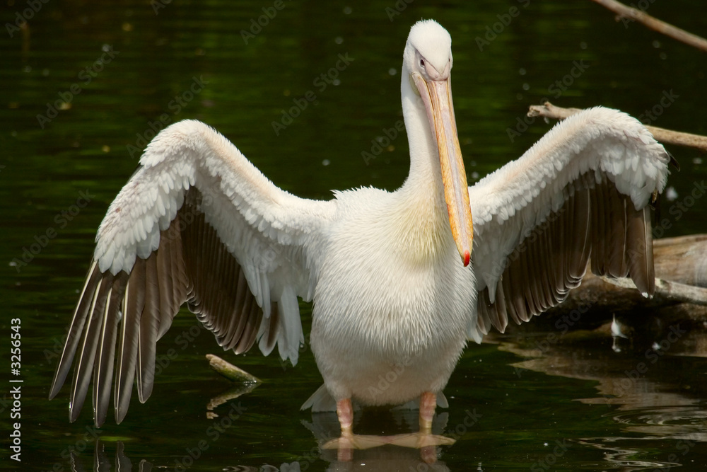 pelican with opened wings