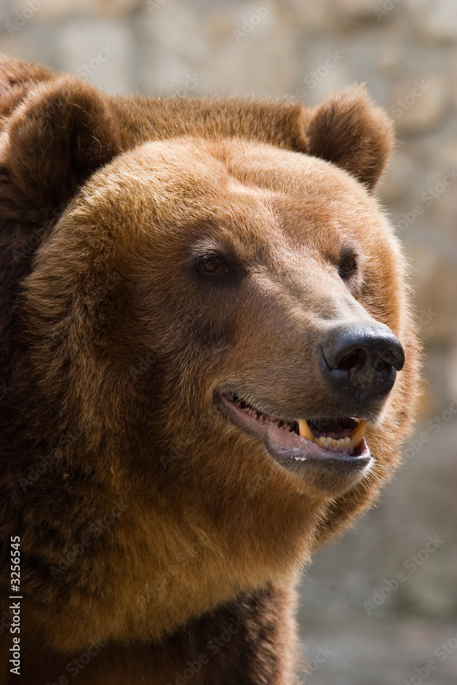 close up portret of a brown bear close up portret of a brown bear