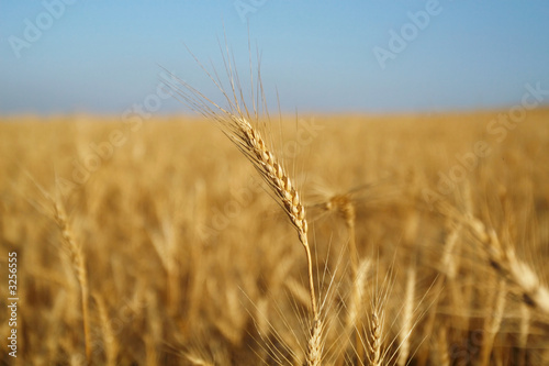 wheat