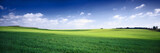 russia summer landscape - green fileds, the blue sky and white c