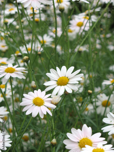 field of daisies