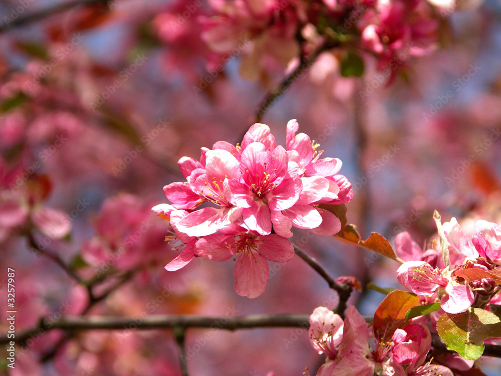 cherry blossom cherry blossom