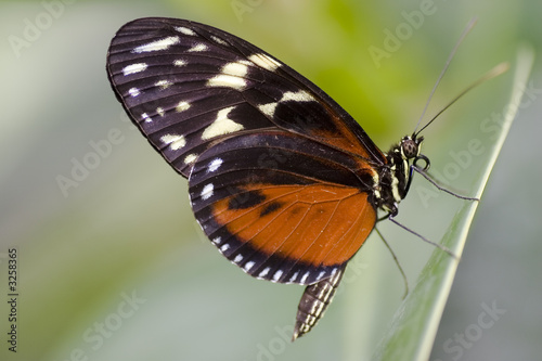 butterfly - heliconius hecale