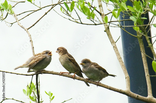 young house sparrow