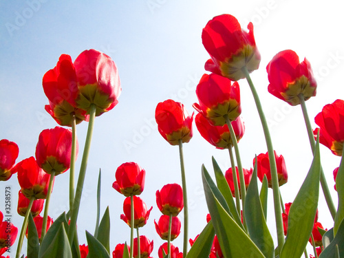  spring tulips
