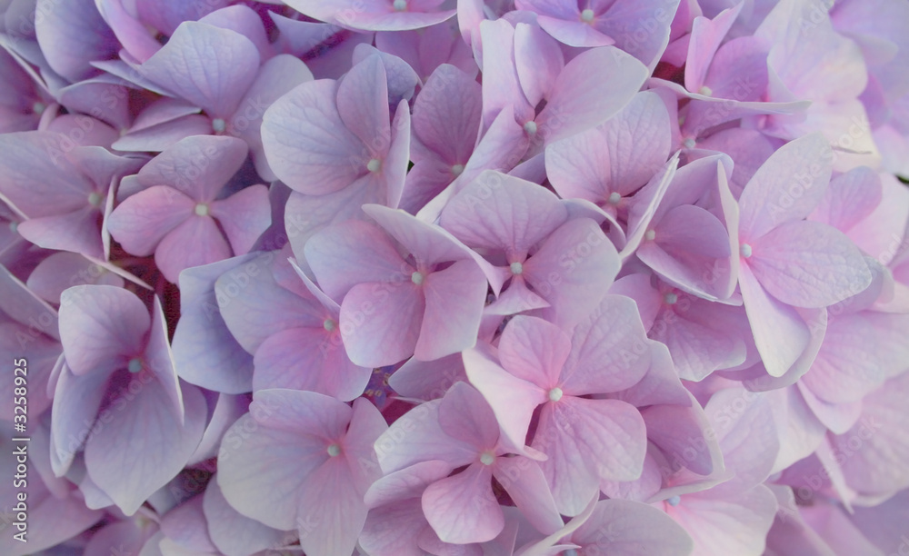 pink flowers