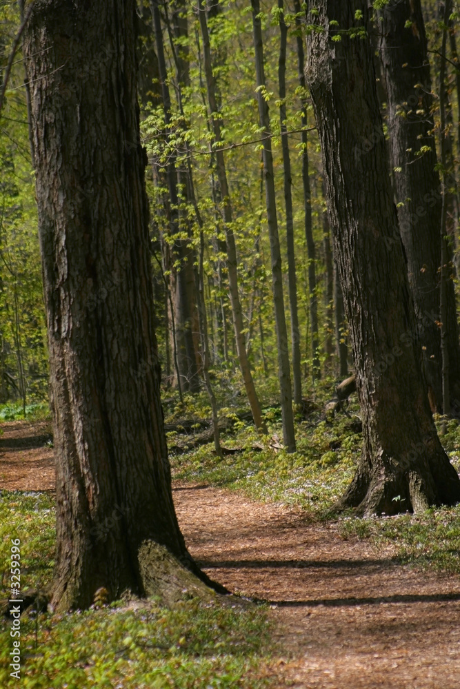 Obraz premium chodnik przez las
