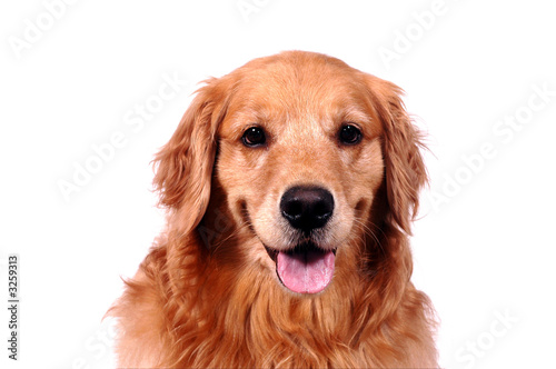 golden retriever portrait