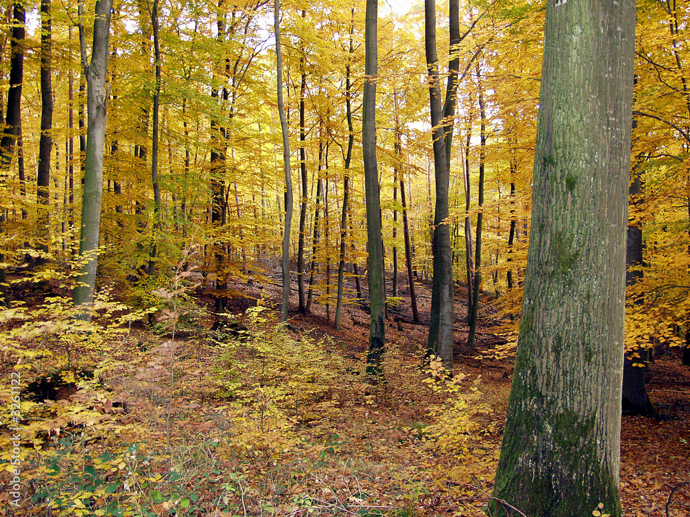 Obraz premium herbstwald