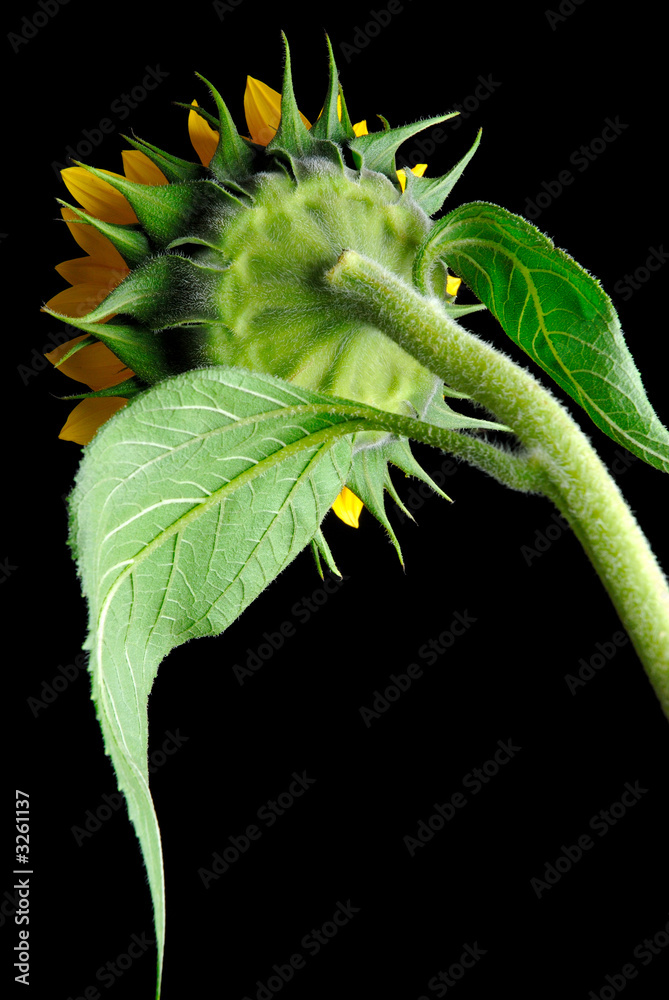 Naklejka premium sun flower back