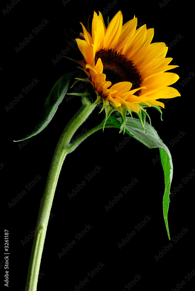 Naklejka premium flower