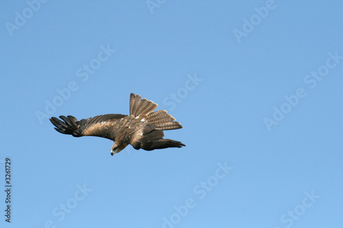 falcon diving