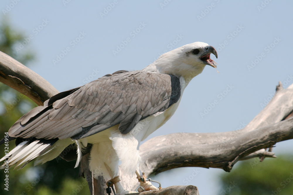 eagle with open mouth