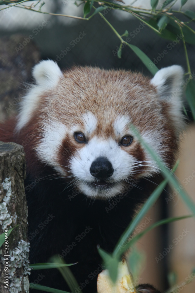 Fototapeta premium red panda