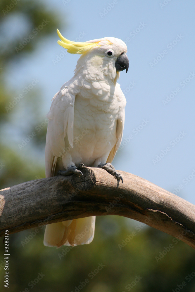 pink parrot standing still