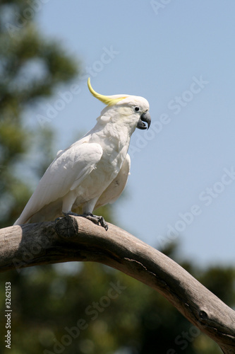 white and yellow parrot