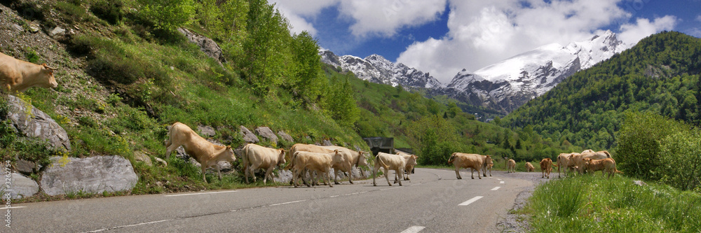 les vaches traversent la route