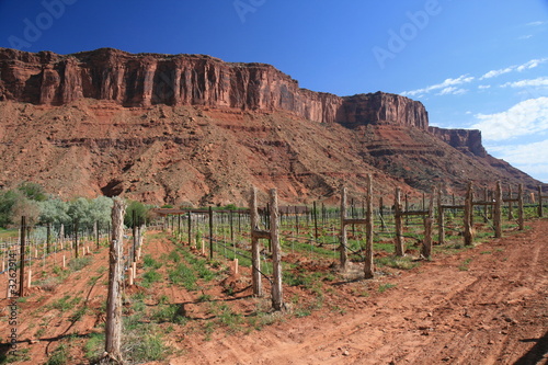 utah vineyard