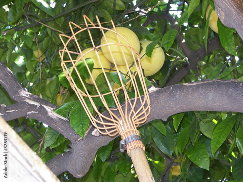 fruit picker