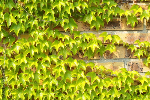mur de brique recouvert de vigne vierge