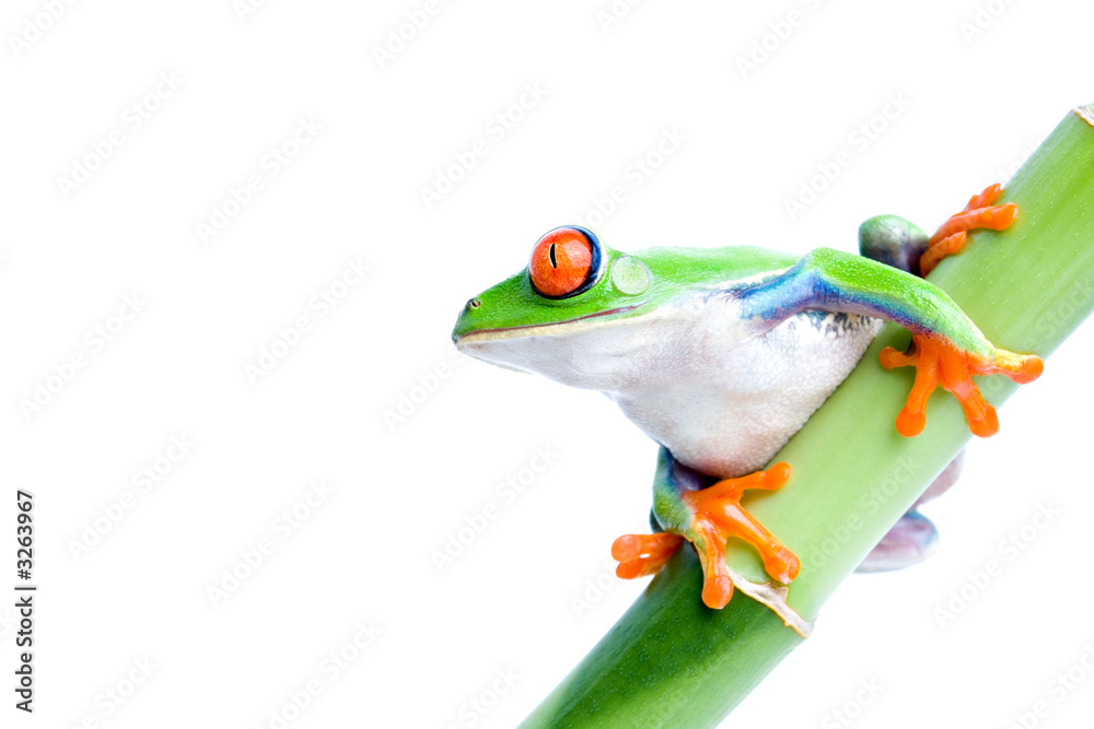 Fototapeta premium red-eyed tree frog