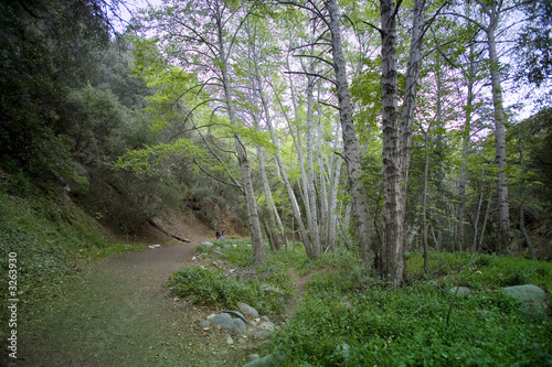angeles crest forest path