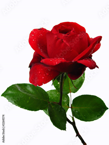 rose rouge photo
