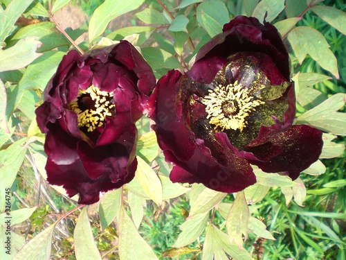 tulipe pourpre dans le bois des moutiers