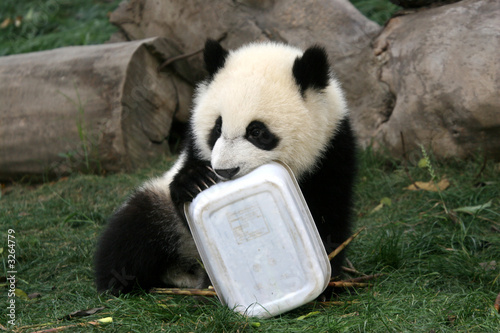 panda