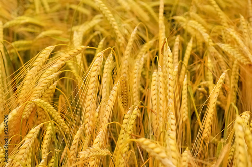 wheat field