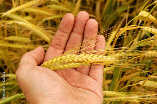 holding wheat