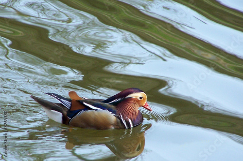 canard-mandarin