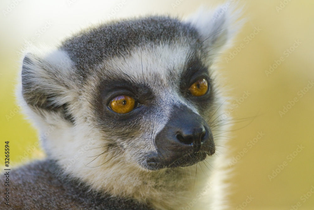 Obraz premium lemur catta portrait