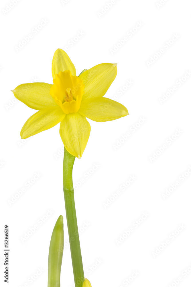 daffodil daffodil