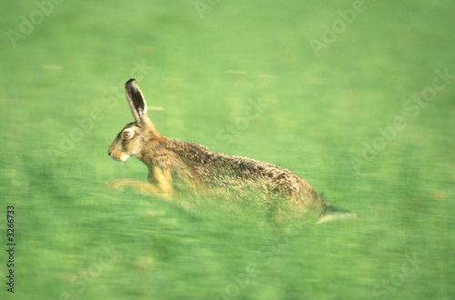 jumping hare