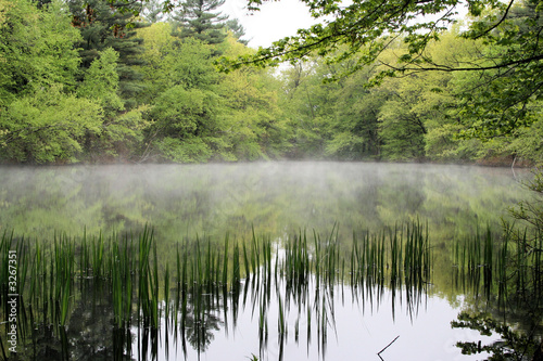 misty morning at the pond