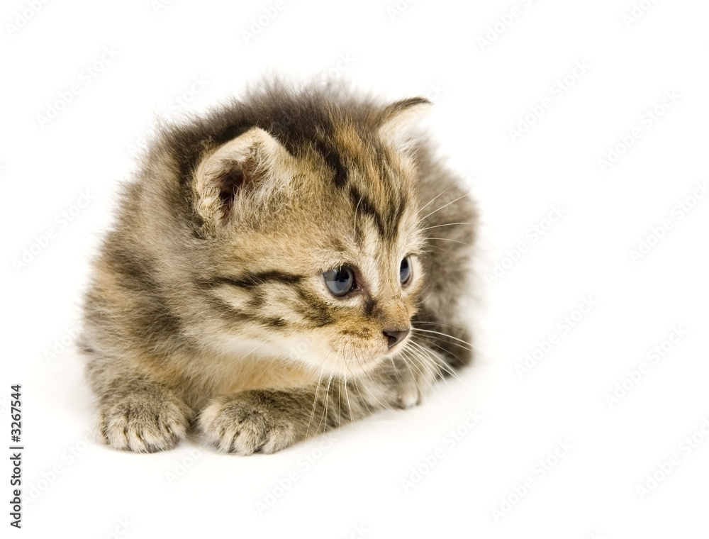 Obraz premium cat resting on white background