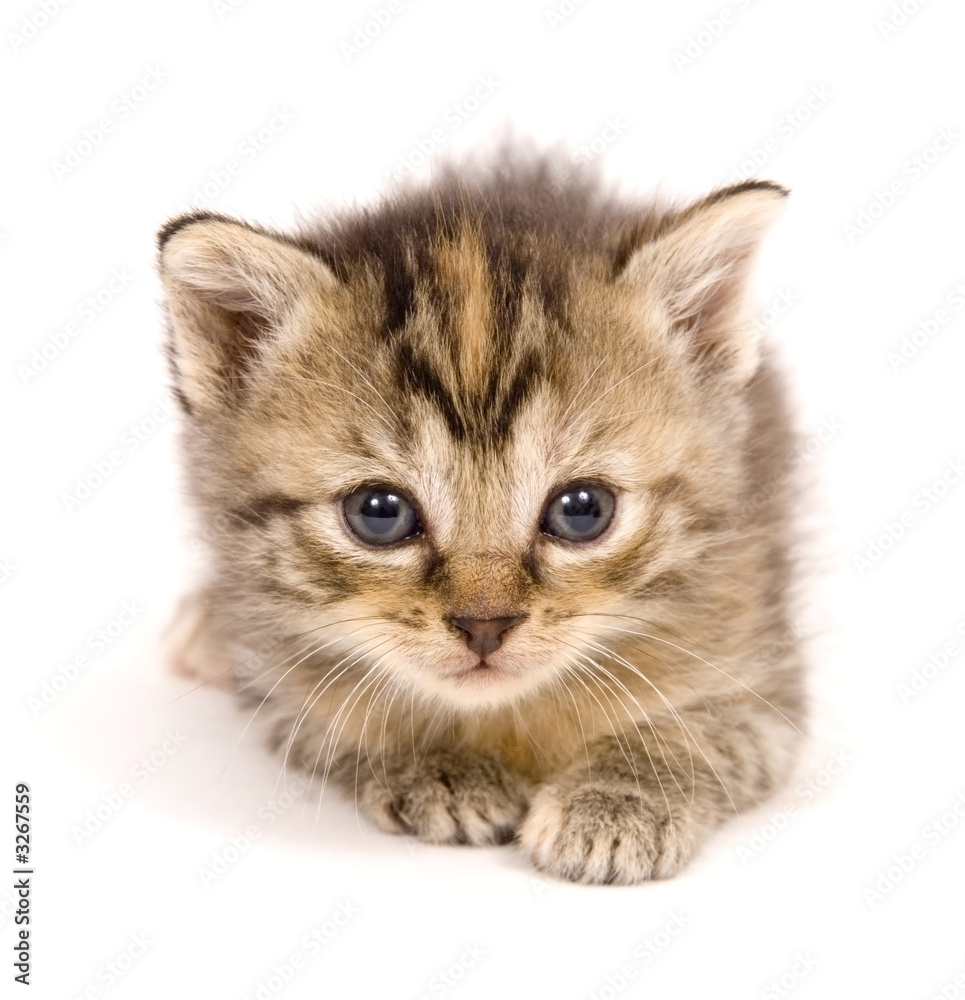 Obraz premium cat at rest on white background