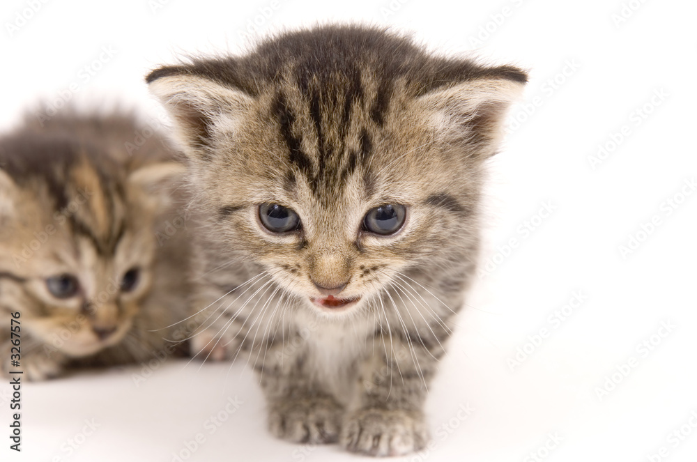 kittens on white background (background kitten soft)