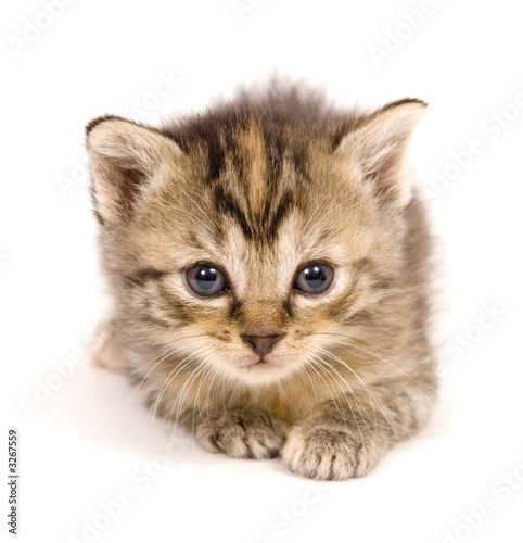 cat at rest on white background © Tony Campbell