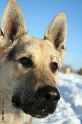 alsatian dog