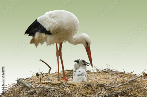 storch und storchenjunge beim füttern