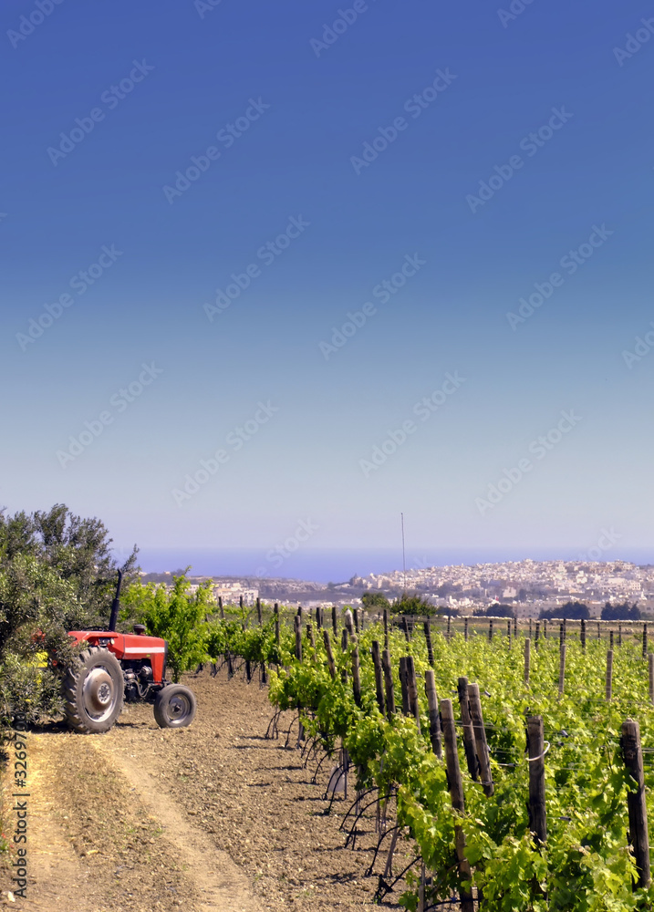 Naklejka premium vineyard