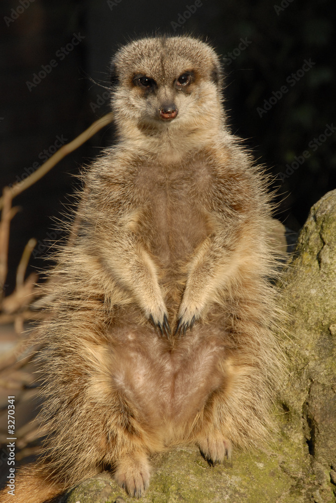 Fototapeta premium meerkat