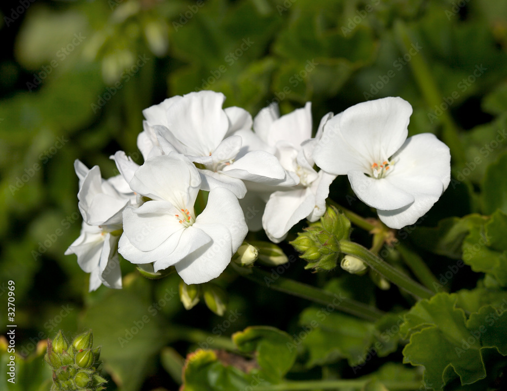 beautiful white geranium with green background beautiful white geranium with green background