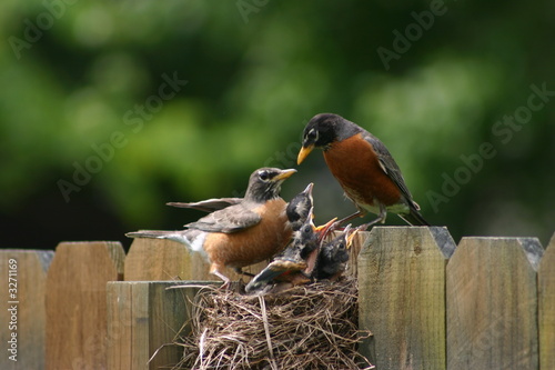 robins
