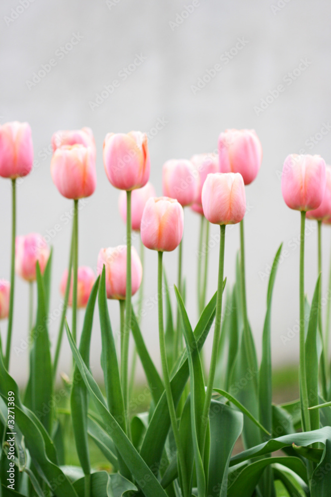 tulips