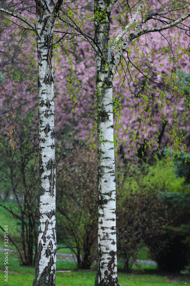 Fototapeta premium blooms and aspen trees
